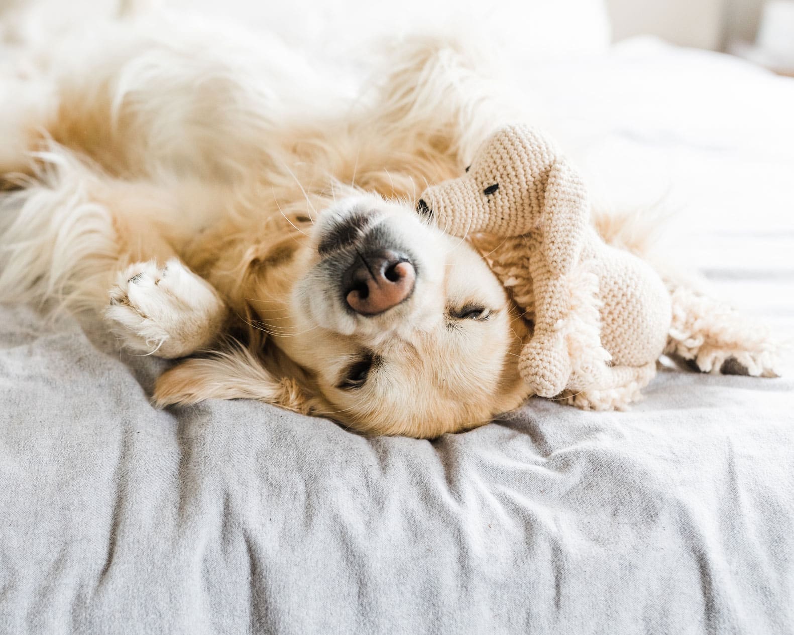 The Fenley Pet-Friendly Dog in Bed